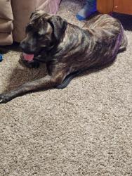 Lost Female Dog last seen Rosehill rd , Fayetteville, NC 28311