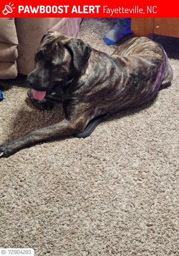Lost Female Dog last seen Rosehill rd , Fayetteville, NC 28311