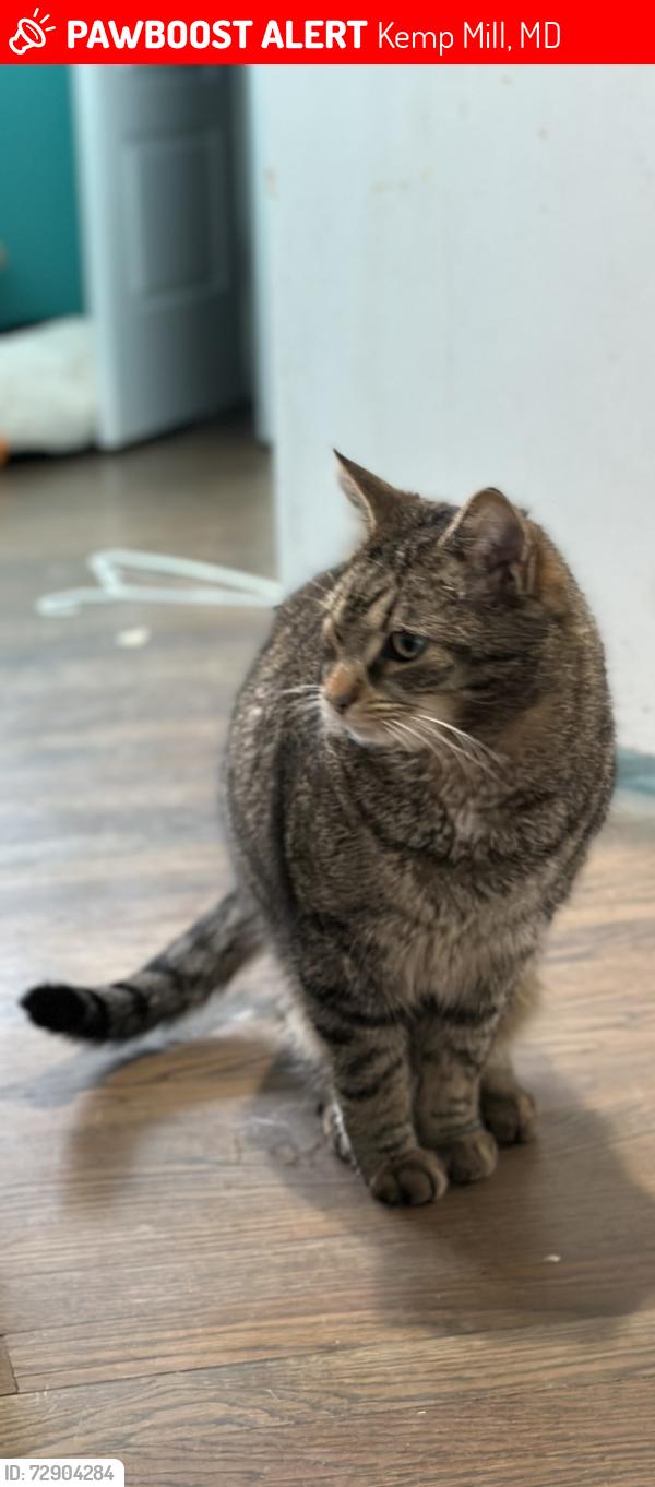 Lost Male Cat last seen Hillsboro dr , Kemp Mill, MD 20902