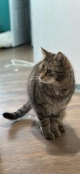 Lost Male Cat last seen Hillsboro dr , Kemp Mill, MD 20902
