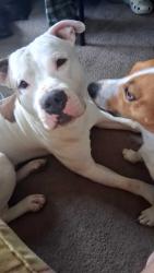 Lost Male Dog last seen cherry hill , Inkster, MI 48141