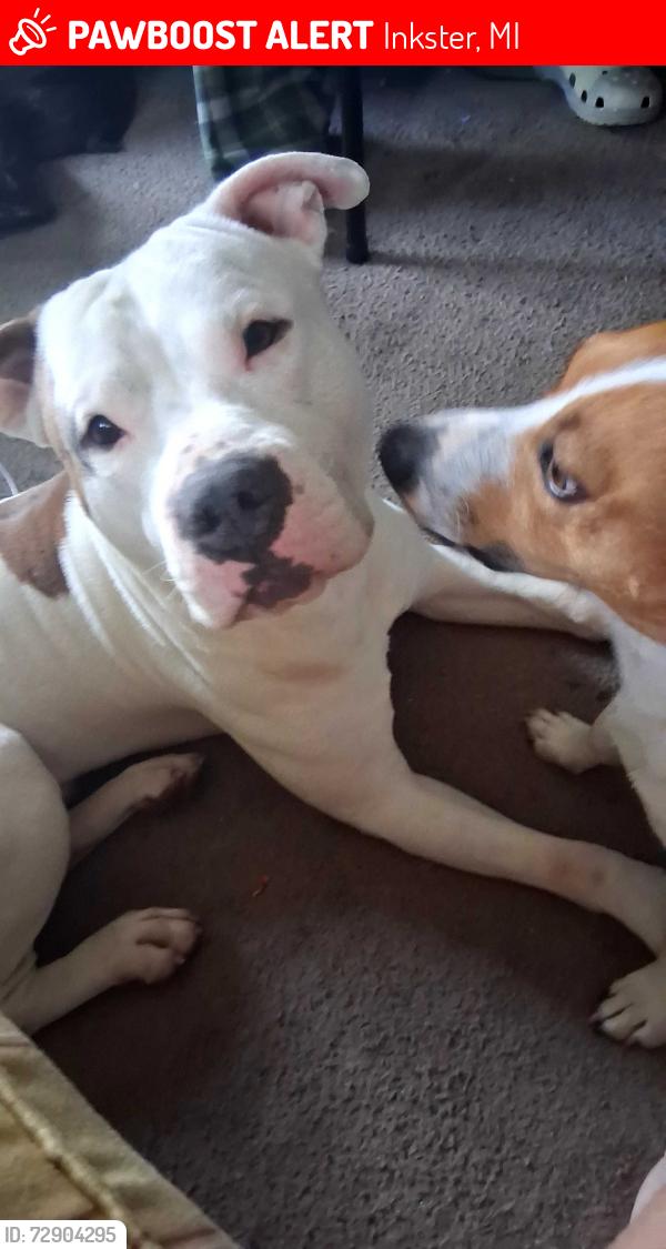 Lost Male Dog last seen cherry hill , Inkster, MI 48141