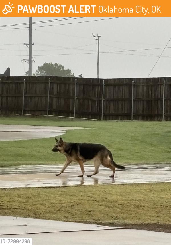 Found/Stray Unknown Dog last seen Sunnylane and SE 86th, Oklahoma City, OK 73135