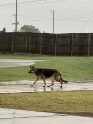 Found/Stray Unknown Dog last seen Sunnylane and SE 86th, Oklahoma City, OK 73135