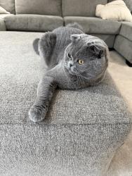 Reunited Male Cat last seen Near Bowler St, Philadelphia, PA 19115, USA, Philadelphia, PA 19115