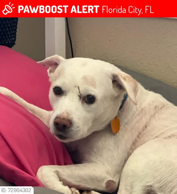 Lost Male Dog last seen Florida gas station, Florida City, FL 33034