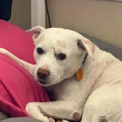 Lost Male Dog last seen Florida gas station, Florida City, FL 33034