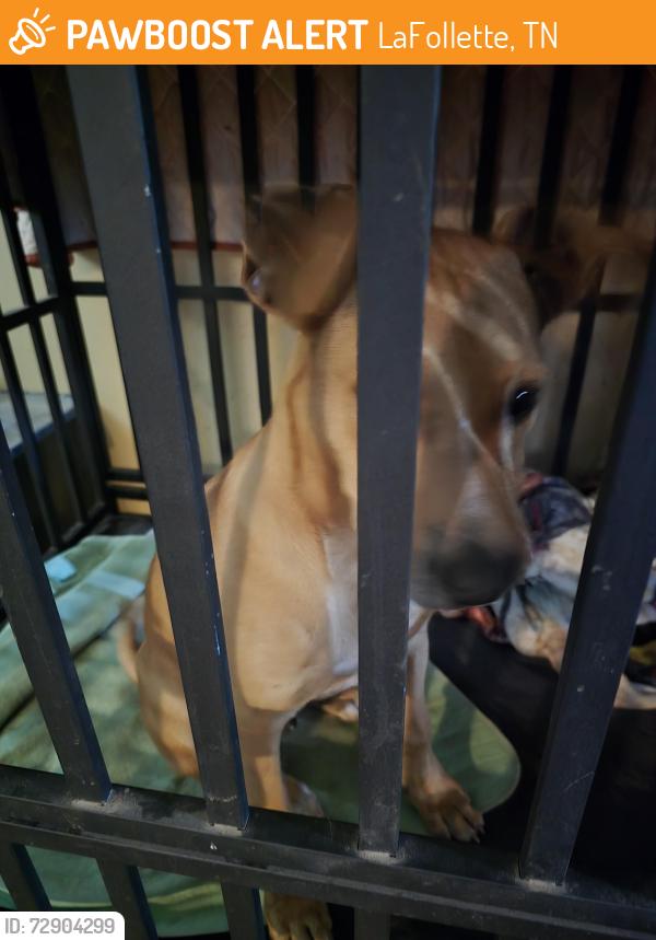 Found/Stray Male Dog last seen Hilltop Road off of 13th Street. Last hse on the left., LaFollette, TN 37766
