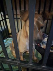 Found/Stray Male Dog last seen Hilltop Road off of 13th Street. Last hse on the left., LaFollette, TN 37766