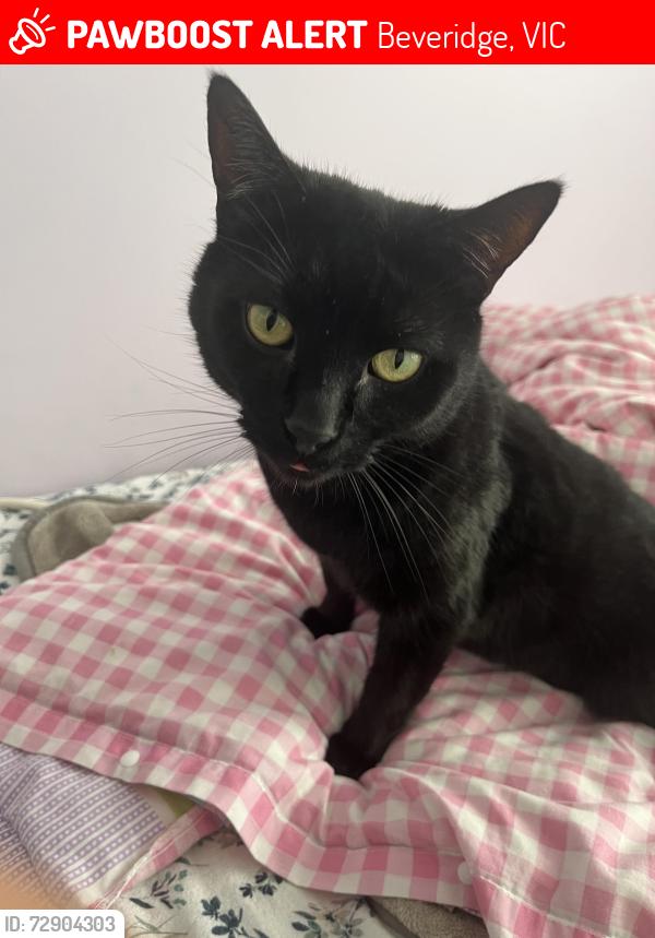 Lost Male Cat last seen Orana boulevard, Beveridge, VIC 3753