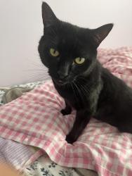 Lost Male Cat last seen Orana boulevard , Beveridge, VIC 3753