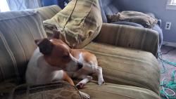 Reunited Male Dog last seen cherry hill , Inkster, MI 48141