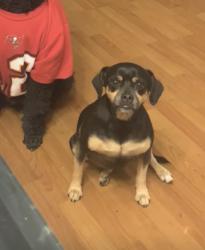 Lost Female Dog last seen Gander, Dayton, OH 45424