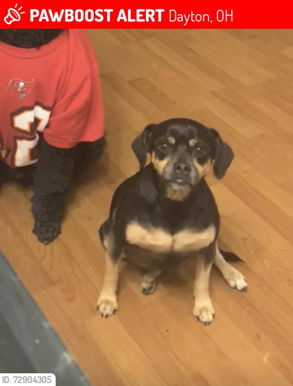 Lost Female Dog last seen Gander, Dayton, OH 45424