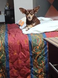 Lost Female Dog last seen Wing Daddy's southeast military , San Antonio, TX 78214