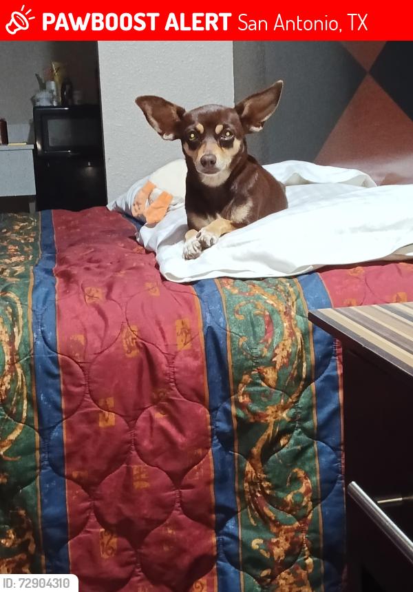 Lost Female Dog last seen Wing Daddy's southeast military , San Antonio, TX 78214