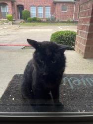 Found/Stray Male Cat last seen Custer and Virginia , McKinney, TX 75071