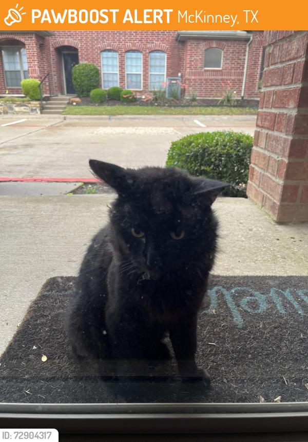 Found/Stray Male Cat last seen Custer and Virginia , McKinney, TX 75071