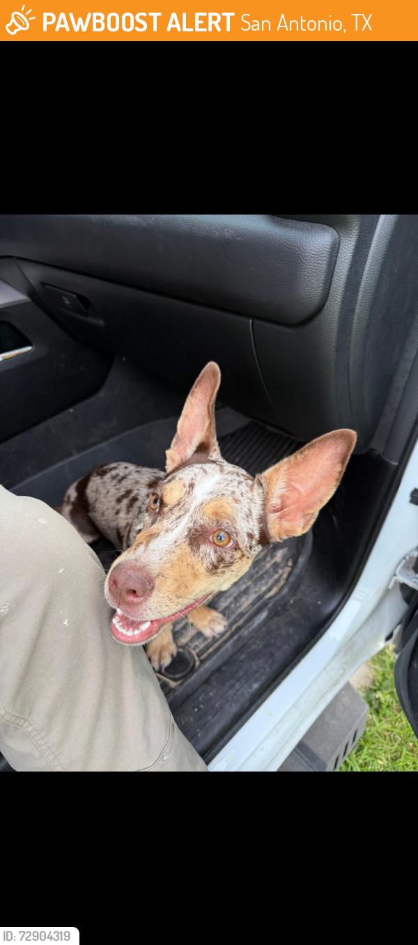 Found/Stray Female Dog last seen Ranchwell Cove, San Antonio, TX 78249
