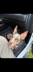 Found/Stray Female Dog last seen Ranchwell Cove, San Antonio, TX 78249