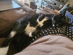 Lost Male Cat last seen Barrington Dr. W and Halifax Ln, Clearwater, FL 33763