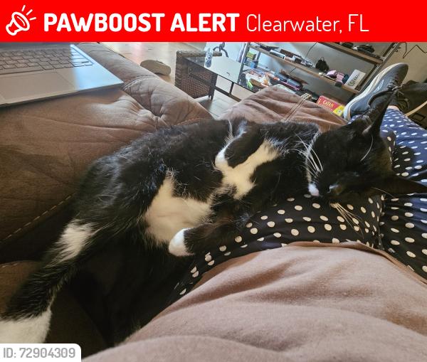 Lost Male Cat last seen Barrington Dr. W and Halifax Ln, Clearwater, FL 33763