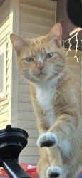 Reunited Male Cat last seen Fisk St & Cooper St, Grand Rapids, MI 49507