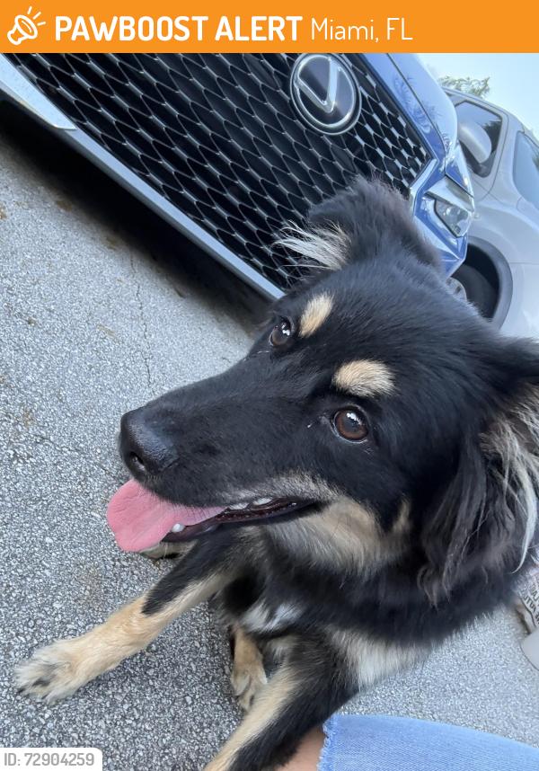 Found/Stray Female Dog last seen Calusa club village , Miami, FL 33186