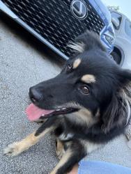 Found/Stray Female Dog last seen Calusa club village , Miami, FL 33186