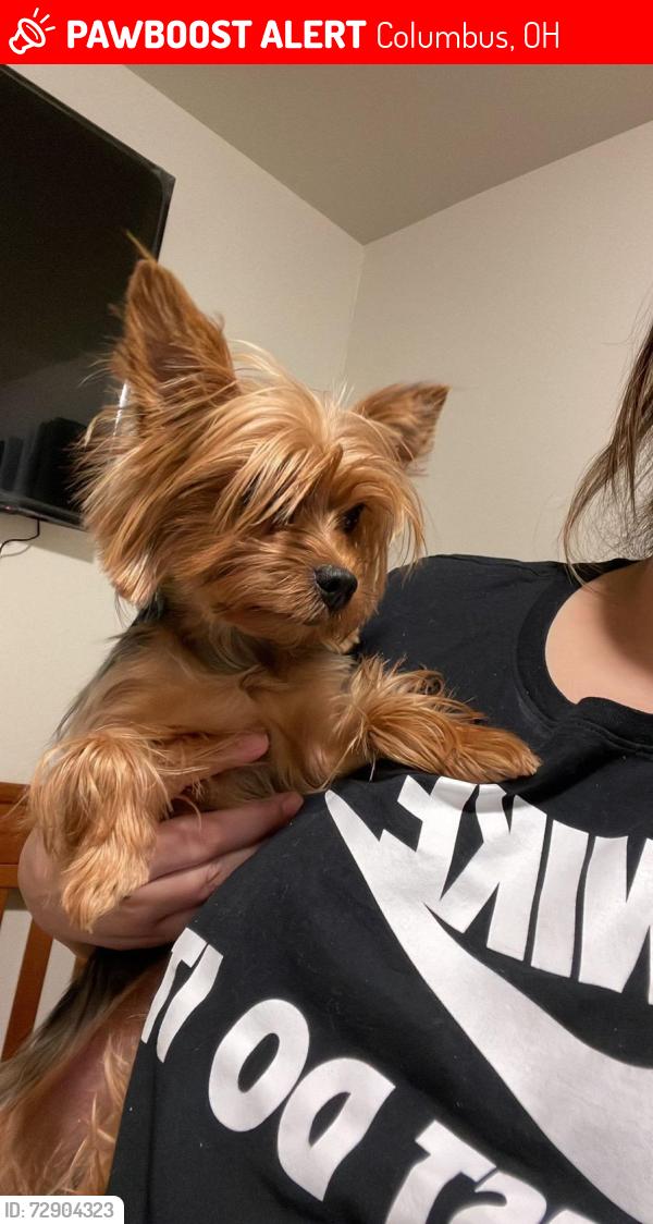 Lost Female Dog last seen cannington court, could be by the park, Columbus, OH 43229