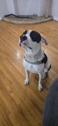 Found/Stray Male Dog last seen Anaheim and Pacific, Long Beach, CA 90801