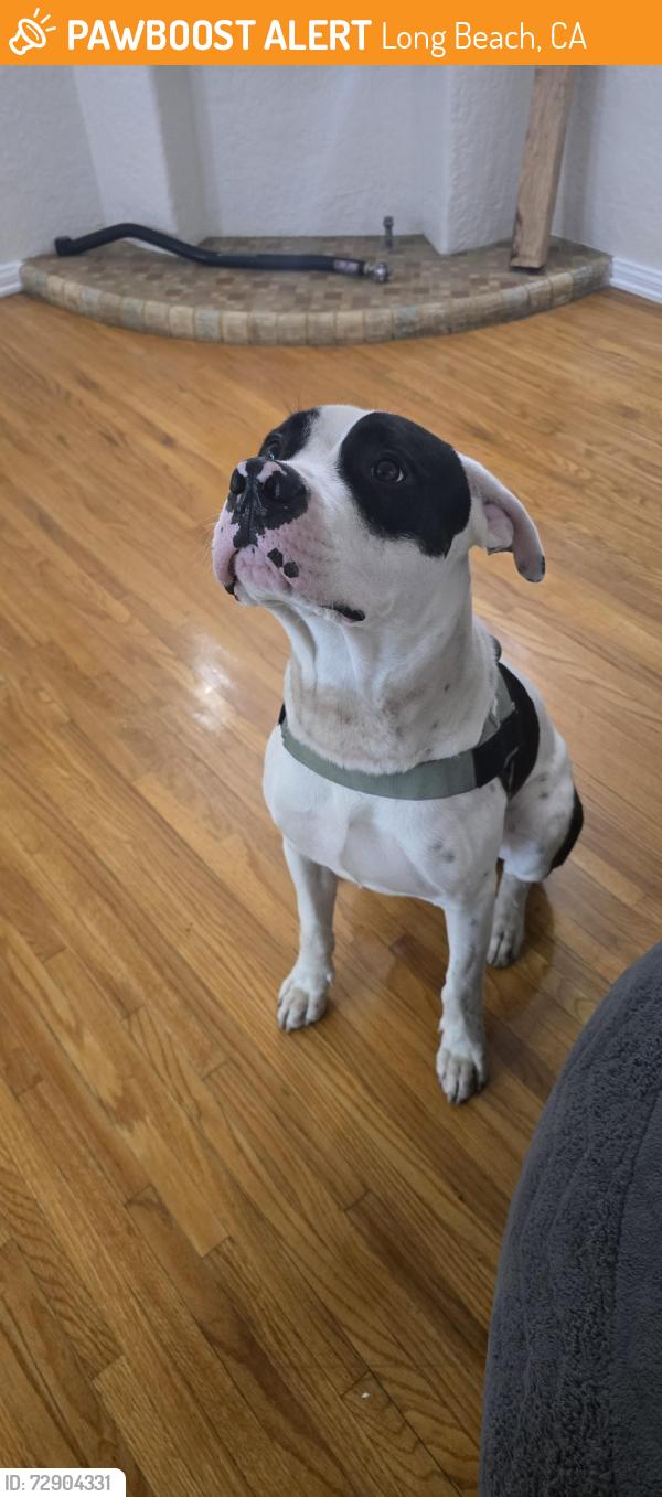 Found/Stray Male Dog last seen Anaheim and Pacific, Long Beach, CA 90801