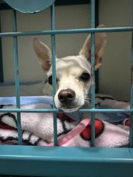 Lost Female Dog last seen Camelback and 191st DR, Litchfield Park, AZ 85340
