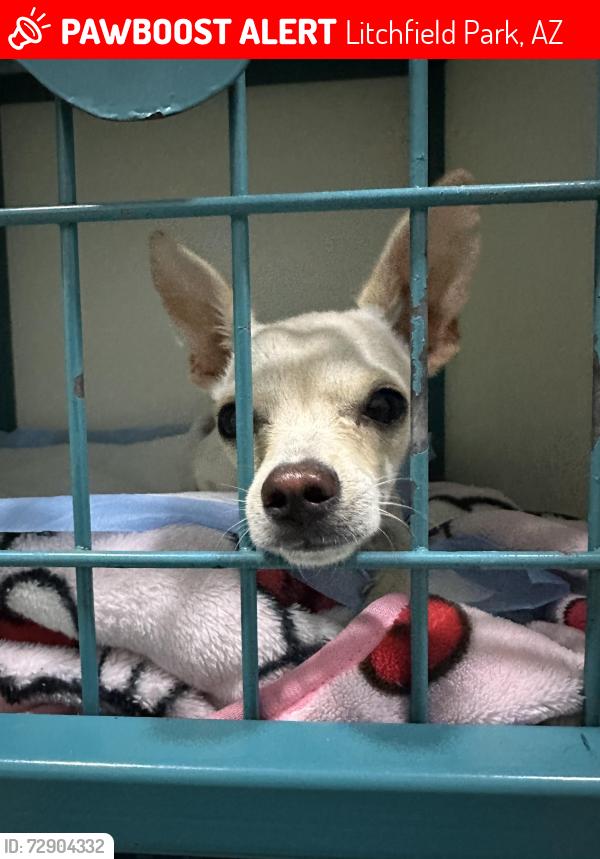 Lost Female Dog last seen Camelback and 191st DR, Litchfield Park, AZ 85340