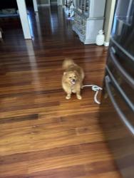 Reunited Male Dog last seen Ridge road, park boulevard , Seminole, FL 33772