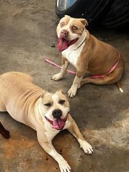Reunited Female Dog last seen Skyland Blvd , Tuscaloosa, AL 35405