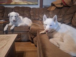 Lost Unknown Dog last seen Near S 13th St, Bellevue, NE 68147