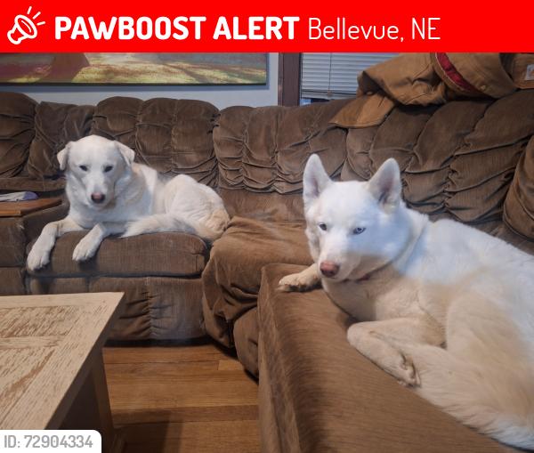 Lost Unknown Dog last seen Near S 13th St, Bellevue, NE 68147