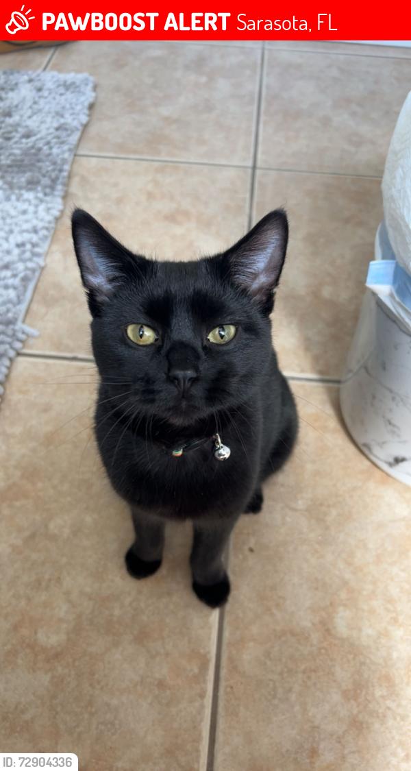 Lost Male Cat last seen Deer Hollow Trail and Deer Hollow Blvd, Sarasota, FL 34232