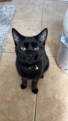 Lost Male Cat last seen Deer Hollow Trail and Deer Hollow Blvd, Sarasota, FL 34232