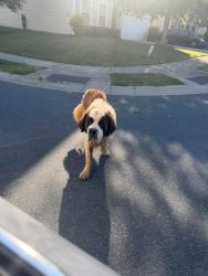 Found/Stray Unknown Dog last seen Paper Tree Rd, Charlotte, NC 28227