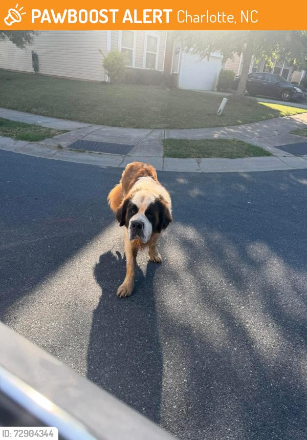 Found/Stray Unknown Dog last seen Paper Tree Rd, Charlotte, NC 28227
