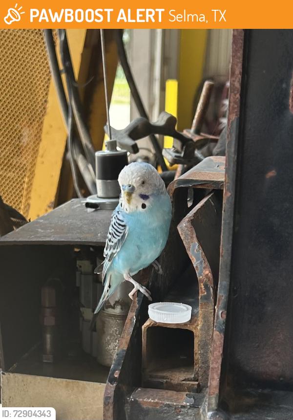 Found/Stray Male Bird last seen I-35 & Schertz Pkwy (I have him at home safe with me while we look for owner), Selma, TX 78154
