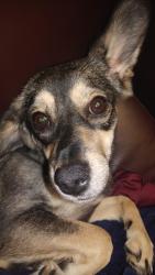 Lost Female Dog last seen Jones street, Burlington, NC 27217