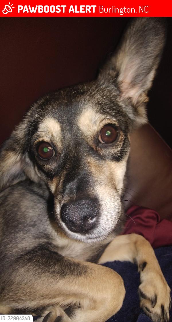 Lost Female Dog last seen Jones street, Burlington, NC 27217