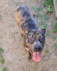 Found/Stray Male Dog last seen Margaret Wallace/Ashley Farm Dr, Matthews, NC 28105