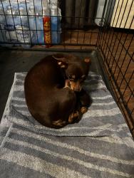 Reunited Female Dog last seen Near Dearborn Dr., Richardson, TX 75080