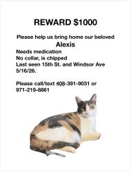 Lost Female Cat last seen Near St and Windsor Ave , Phoenix, AZ 85006