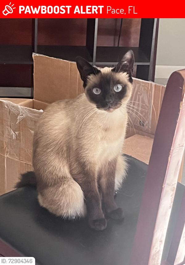 Lost Female Cat last seen Benny Russel park, Pace, FL 32571