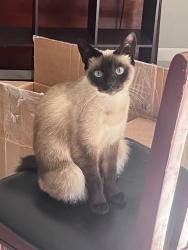 Lost Female Cat last seen Benny Russel park, Pace, FL 32571